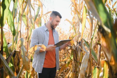 corncobs üzerinde denetimi alanında çiftçi.