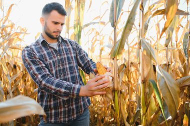 corncobs üzerinde denetimi alanında çiftçi.