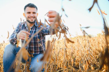 Agronomist tarlada yetişen soya fasulyesi ekinlerini inceliyor. Tarım üretim konsepti. Genç tarımcı yazın tarlada soya fasulyesi mahsulünü inceliyor. Soya tarlasında çiftçi