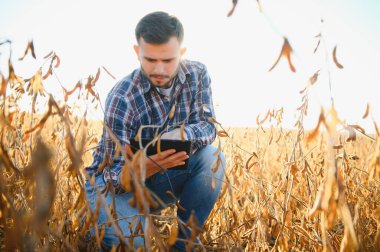 Soya tarlasında tarımcı çiftçi hasattan önce ekinleri kontrol ediyor. Organik gıda üretimi ve yetiştirilmesi