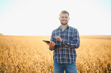 Bir çiftçi soya fasulyesi tarlasını inceliyor. Hasat konsepti.