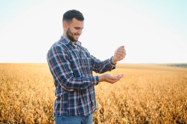 Tarımcı ya da çiftçi soya fasulyesi tarlasını inceliyor.