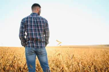 Soya tarlasında tarımcı çiftçi hasattan önce ekinleri kontrol ediyor. Organik gıda üretimi ve yetiştirilmesi