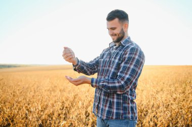 Bir çiftçi soya fasulyesi tarlasını inceliyor. Hasat konsepti.