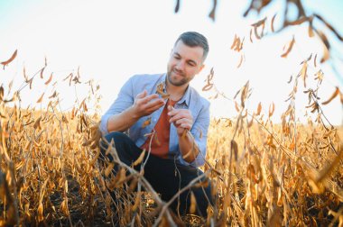 Agronomist tarlada yetişen soya fasulyesi ekinlerini inceliyor. Tarım üretim konsepti. Genç tarımcı yazın tarlada soya fasulyesi mahsulünü inceliyor. Soya tarlasında çiftçi