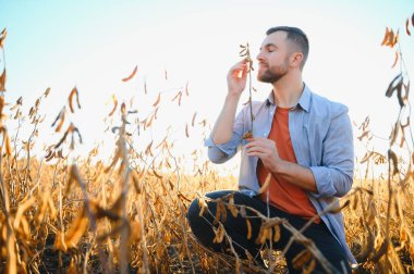 Tarımcı ya da çiftçi soya fasulyesi tarlasını inceliyor.