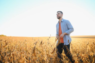 Bir çiftçi soya fasulyesi tarlasını inceliyor. Hasat konsepti.