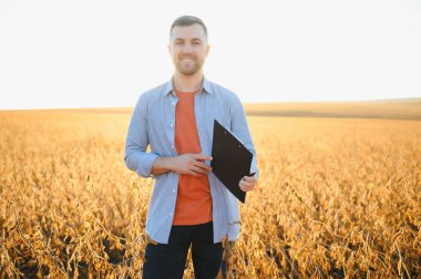 Agronomist tarım tarlasında soya fasulyesi hasadını teftiş ediyor - tarım kavramı - çiftlik soya fasulyesi tarlasında çiftçi