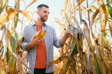 A young agronomist inspects the quality of the corn crop on agricultural land. Farmer in a corn field on a hot sunny day