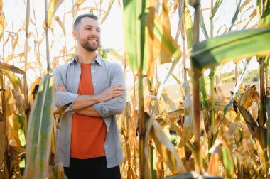 Bir adam mısır tarlasını teftiş ediyor ve zararlıları arıyor. Başarılı çiftçi ve tarım sektörü.