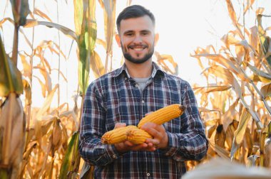 corncobs üzerinde denetimi alanında çiftçi.