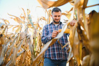corncobs üzerinde denetimi alanında çiftçi.