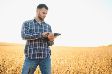 Tarımcı ya da çiftçi soya fasulyesi tarlasını inceliyor.