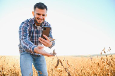 Bir çiftçi soya fasulyesi tarlasını inceliyor. Hasat konsepti.