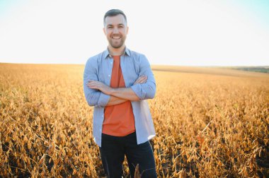 Bir çiftçi soya fasulyesi tarlasını inceliyor. Hasat konsepti.