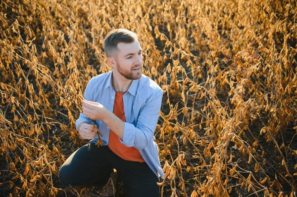 Agronomist tarlada yetişen soya fasulyesi ekinlerini inceliyor. Tarım üretim konsepti. Genç tarımcı yazın tarlada soya fasulyesi mahsulünü inceliyor. Soya tarlasında çiftçi