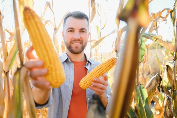 stock image Farmer in field checking on corncobs.
