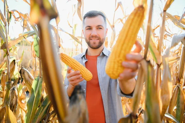 Een Man Inspecteert Een Maïsveld Zoekt Naar Ongedierte Succesvolle Landbouwer — Stockfoto