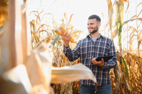 Boldog Fiatal Mezőgazdasági Termelő Vagy Agronómus Használ Tabletta Kukorica Területen — Stock Fotó