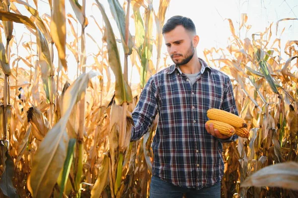 男はトウモロコシ畑を検査し 害虫を探します 農業事業の成功 — ストック写真