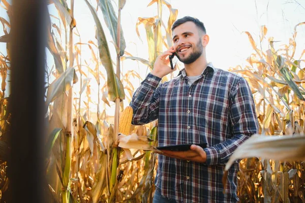A young agronomist inspects the quality of the corn crop on agricultural land. Farmer in a corn field on a hot sunny day