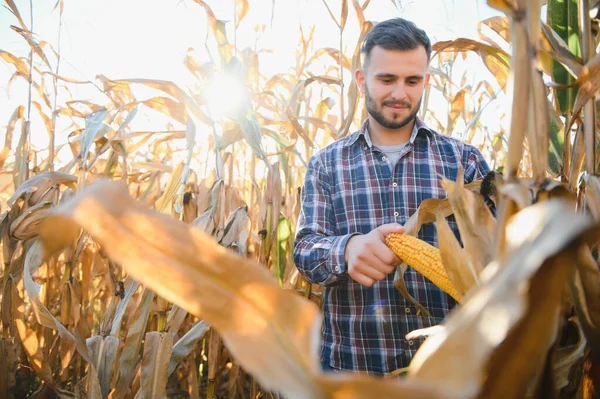 corncobs üzerinde denetimi alanında çiftçi.