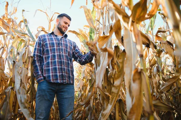 農業はトウモロコシ収穫の準備ができているかどうか確認します 農夫の肖像 — ストック写真