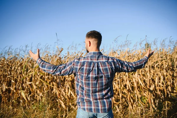 Stock image A man inspects a corn field and looks for pests. Successful farmer and agro business.