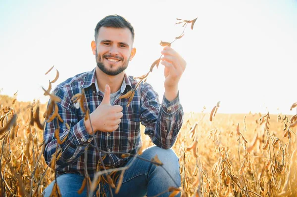 一个农民在视察一块大豆田 收获的概念 — 图库照片