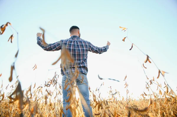 stock image A farmer inspects a soybean field. The concept of the harvest.