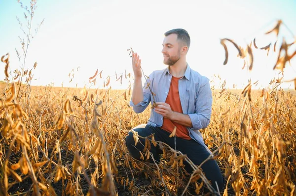 stock image agronomist or farmer examining crop of soybeans field