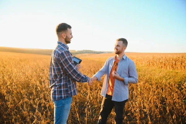 stock image Portrait of two farmers in a field examining soy crop.