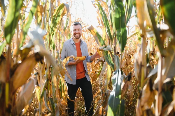 Stock image A man inspects a corn field and looks for pests. Successful farmer and agro business.