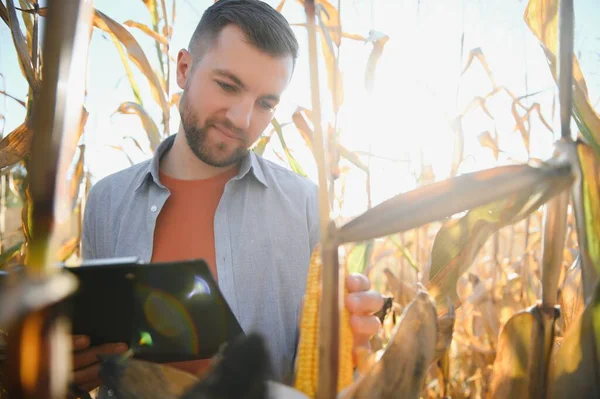 Young Agronomist Inspects Quality Corn Crop Agricultural Land Farmer Corn — Stock fotografie