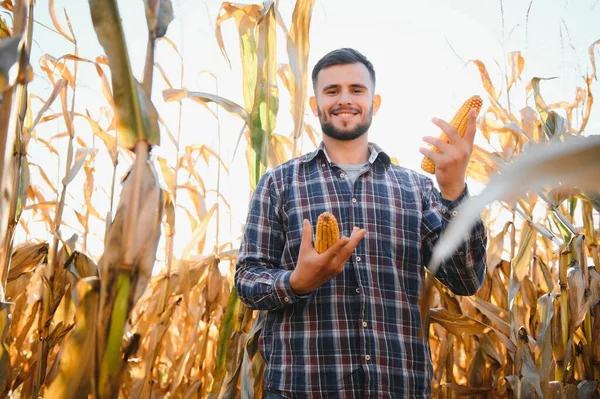 男はトウモロコシ畑を検査し 害虫を探します 農業事業の成功 — ストック写真