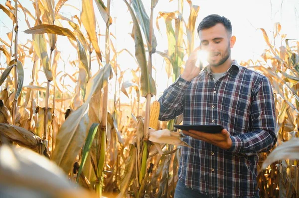 Gelukkige Jonge Boer Agronomist Met Behulp Van Tablet Maïsveld Biologische — Stockfoto