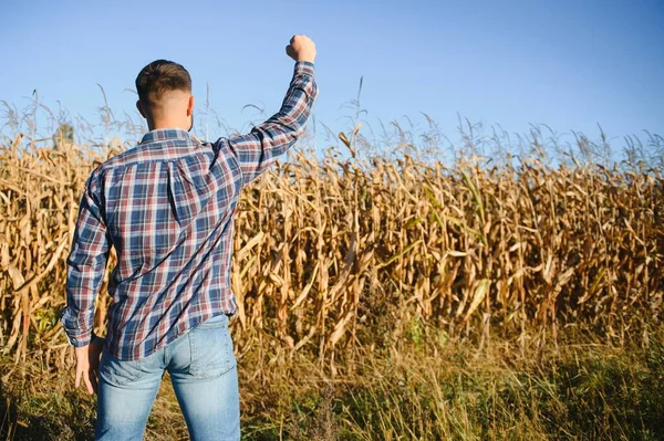 stock image A man inspects a corn field and looks for pests. Successful farmer and agro business.