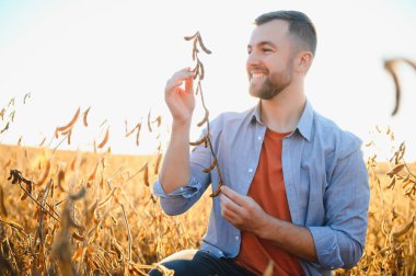 Agronomist tarım tarlasında soya fasulyesi hasadını teftiş ediyor - tarım kavramı - çiftlik soya fasulyesi tarlasında çiftçi