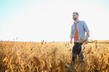 Agronomist tarım tarlasında soya fasulyesi hasadını teftiş ediyor - tarım kavramı - çiftlik soya fasulyesi tarlasında çiftçi