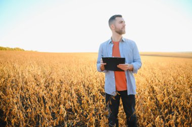 Bir çiftçi soya fasulyesi tarlasını inceliyor. Hasat konsepti.