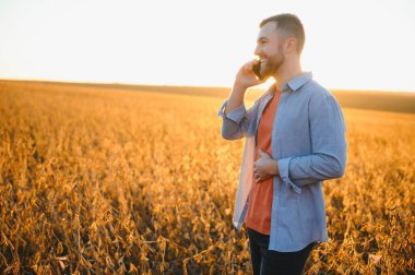 Agronomist çiftçi tarladaki soya fasulyesi ürünlerinin gelişimini inceliyor, seçici odaklı.