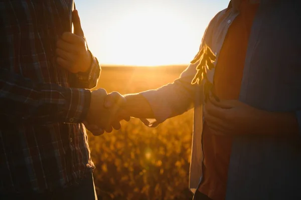 stock image Two farmers shaking hands in soybean field