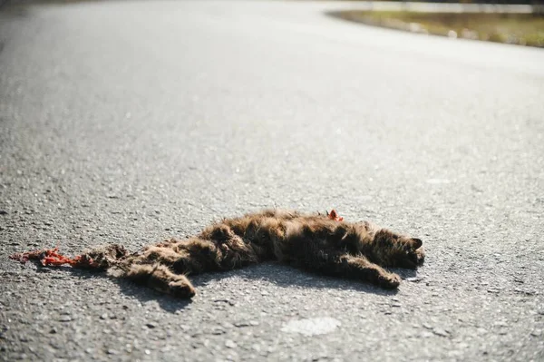Cuerpo Gato Cadáver Carretera Muerto Por Accidente Tráfico —  Fotos de Stock