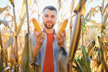 corncobs üzerinde denetimi alanında çiftçi.