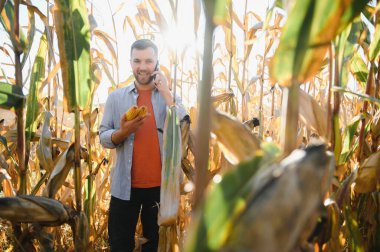 corncobs üzerinde denetimi alanında çiftçi.