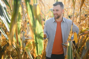 Bir adam mısır tarlasını teftiş ediyor ve zararlıları arıyor. Başarılı çiftçi ve tarım sektörü