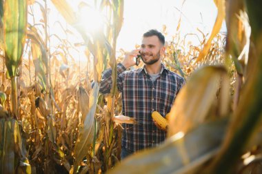 corncobs üzerinde denetimi alanında çiftçi.