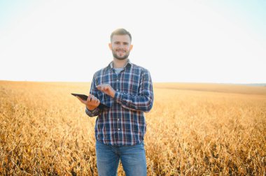 Agronomist tarım tarlasında soya fasulyesi hasadını teftiş ediyor - tarım kavramı - çiftlik soya fasulyesi tarlasında çiftçi