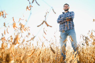 Agronomist tarım tarlasında soya fasulyesi hasadını teftiş ediyor - tarım kavramı - çiftlik soya fasulyesi tarlasında çiftçi