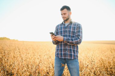 Agronomist tarım tarlasında soya fasulyesi hasadını teftiş ediyor - tarım kavramı - çiftlik soya fasulyesi tarlasında çiftçi